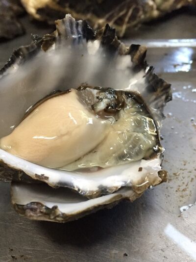 oyster spat for sale