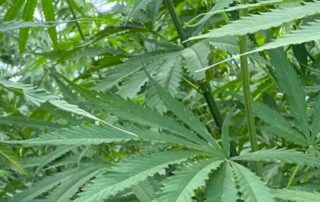 hemp-growers-make-millions-from-medical-black-market