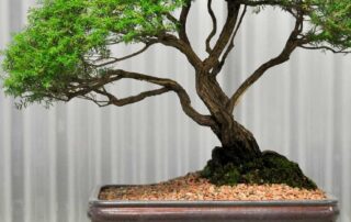 man-charged-with-alleged-theft-of-valuable-bonsai-plants