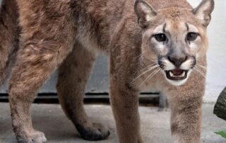 cougar-removed-from-new-york-apartment