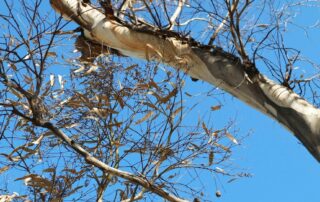 council-investigating-after-native-trees-worth-more-than-$180k-deliberately-poisoned