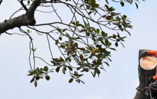 give-dodgy-door-knocking-tree-loppers-the-chop,-warns-industry