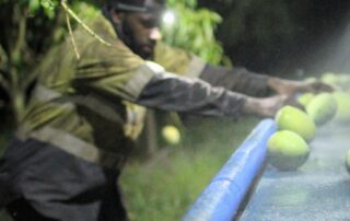 calls-for-a-crackdown-on-labour-hire-companies-‘poaching’-pacific-workers