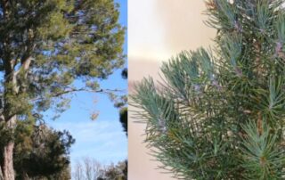 cemetery-president-‘outraged-and-disgusted’-as-tree-memorial-to-war-vets-stolen