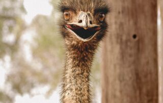 police-investigate-as-toto-the-emu-shot-with-an-arrow