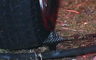 ‘racist-attitude’:-enraged-motorist-given-six-year-sentence-for-deliberately-running-over-teen-cyclist