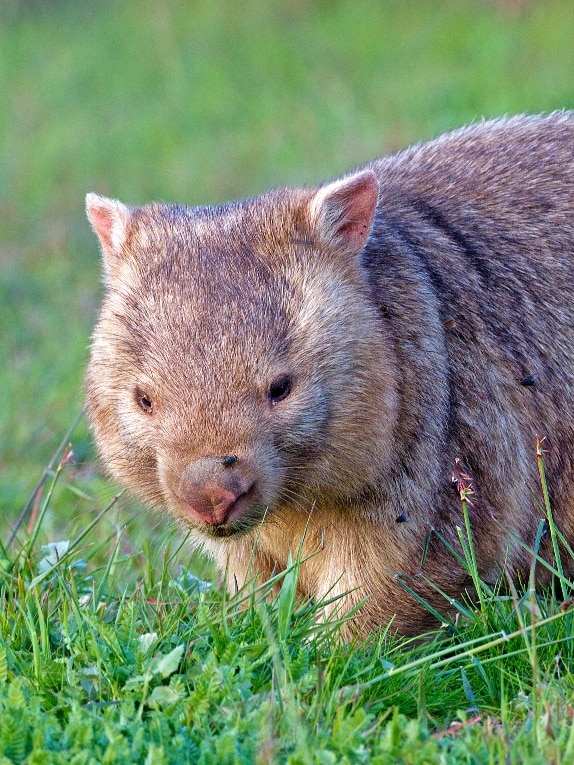 deeply-concerned-hunt-for-drivers-targeting-wombats-after-spate-of