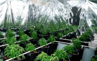 police-seize-452-cannabis-plants-in-raids-across-canberra