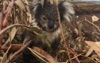 more-than-250-charges-issued-over-koala-deaths-near-victorian-beauty-spot