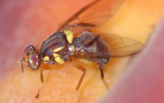 some-riverland-fruit-movement-restrictions-to-remain-until-march,-others-declared-fruit-fly-free