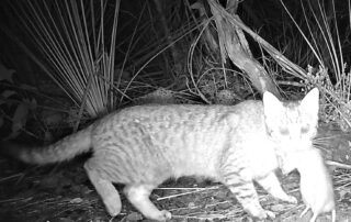 850-feral-cats-removed-from-kangaroo-island-to-protect-endangered-native-species