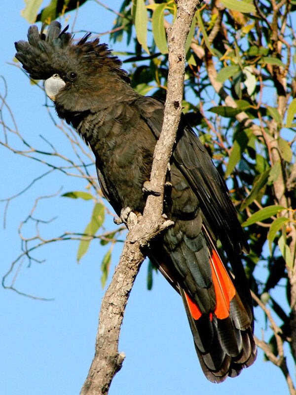 A bushfire burnt into a forest home of native cockatoos. Remarkably