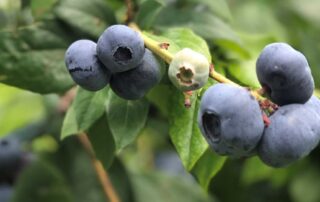 rotting-berries-leave-sour-taste-as-supermarket,-distribution-staff-shortages-eat-into-orders