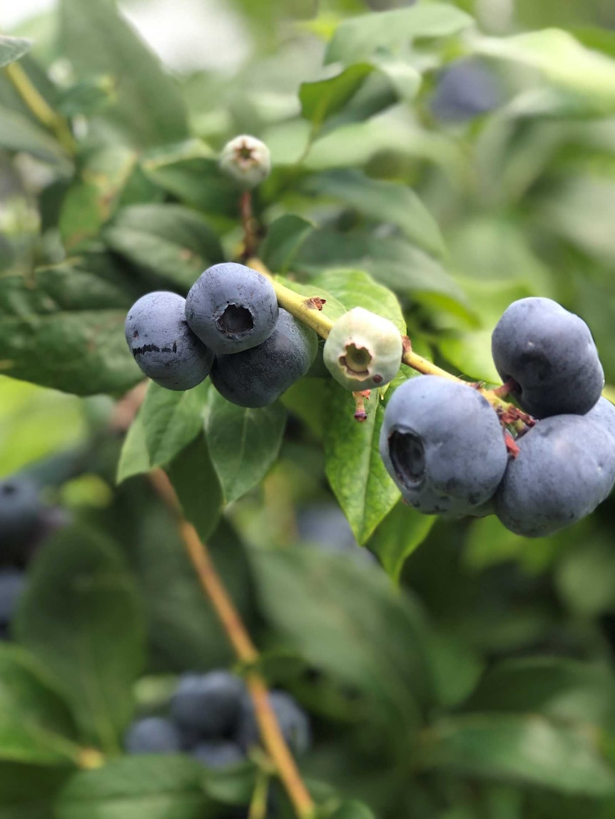 rotting-berries-leave-sour-taste-as-supermarket,-distribution-staff-shortages-eat-into-orders
