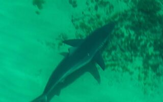 as-swimmers-flock-to-beaches-in-warm-weather,-more-sharks-are-detected-off-adelaide