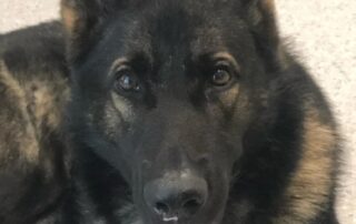 search-scaled-back-for-missing-‘best-friend’-police-dog,-lost-in-queensland-bushland