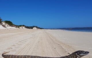 goanna-recovery-hit-by-record-visitor-numbers-and-road-deaths-in-national-parks