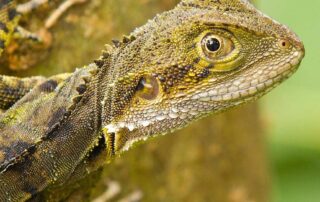 live:-nsw-now:-police-investigate-after-water-dragons-shot-with-darts-on-sydney’s-northern-beaches