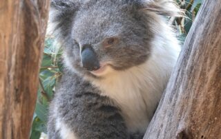 live:-nsw-now:-koalas-now-listed-as-endangered-in-nsw,-qld-and-act