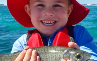 bag-limits,-trap-fishing-and-export-on-the-cards-after-‘full-recovery’-of-south-coast-herring