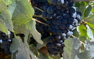 in-australia’s-largest-wine-making-region,-grape-growers-may-dump-harvest-to-stay-afloat