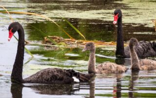 black-swans-return-in-big-numbers-to-the-coorong-and-lower-lakes