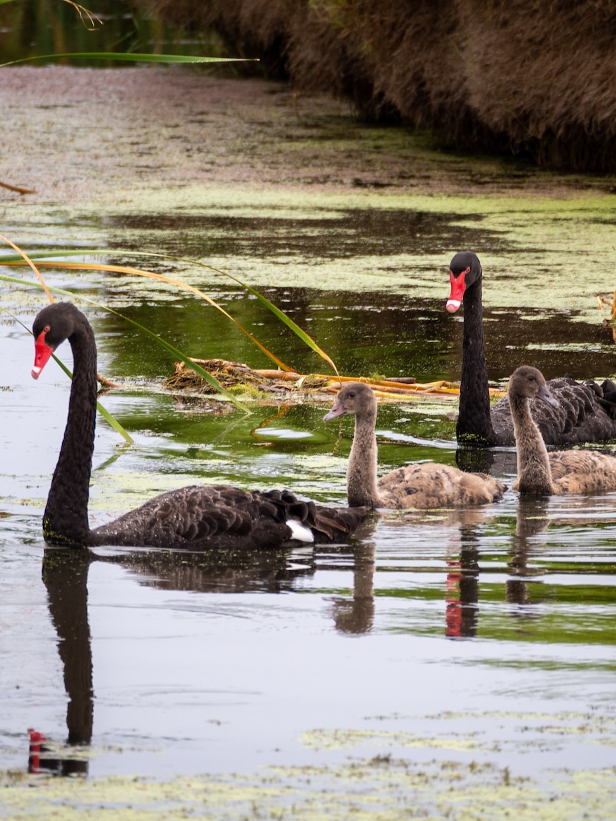 Black Swans Return In Big Numbers To The Coorong And Lower Lakes SA 