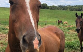 ‘no-contrition-or-remorse’-from-man-who-raped-women-at-horse-riding-events