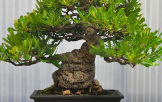 green-thumbed-thief-steals-bonsai-plants-worth-$20,000-from-adelaide-back-garden
