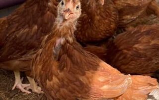 chickens-stolen-from-adelaide-primary-school