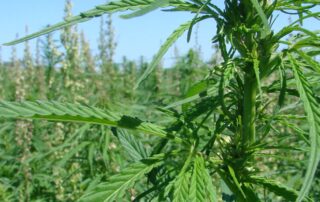 is-it-a-case-of-mistaken-identity-for-industrial-hemp-thieves?