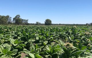 black-market-tobacco-worth-millions-destroyed-by-authorities