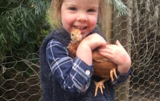chooks-in-short-supply-as-covid-drives-backyard-egg-farming