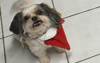 three-dogs-maul-‘tiny’-pet-to-death-despite-owner’s-efforts-to-save-her