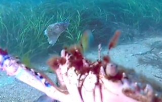 chaotic-sights-leave-‘crab-cam’-viewers-pinching-themselves
