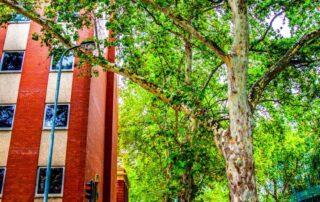 aerial-images-confirm-adelaide’s-tree-canopy-is-shrinking