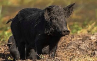 feral-fears:-wild-pigs-could-speed-japanese-encephalitis-spread