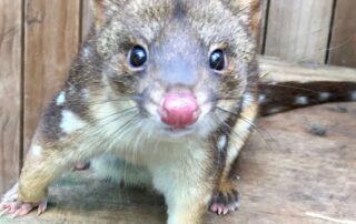 quolls-may-be-cute,-but-research-suggests-they-had-a-taste-for-human-flesh