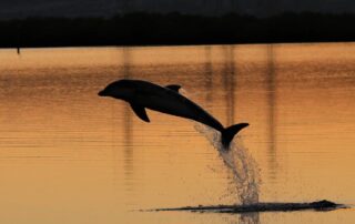 these-dolphins-are-dying-a-slow-death.-experts-fear-a-silent-killer