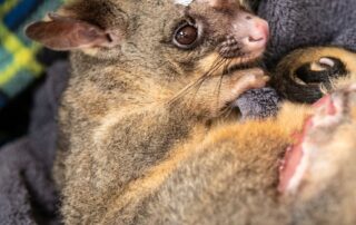 reward-on-offer-after-native-animals-targeted-in-spate-of-air-rifle-attacks