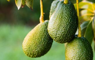 avocado-growers-given-support-to-tap-into-japanese-market-as-domestic-prices-fall