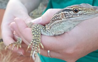 ‘we-were-just-swimming-in-little-geckos’:-heavy-rain-leads-to-record-wildlife-count-for-desert-reserve