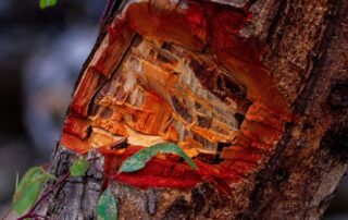 trees-hacked-and-removed-in-conservation-parks-for-firewood