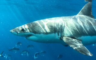 will-hungry-great-white-sharks-avoid-cage-diving-tourists?