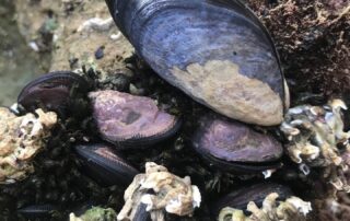microplastic-prevention-‘long-overdue’-after-study-finds-particles-in-sa-mussels