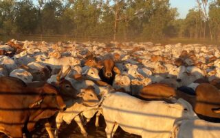 71yo-charged-over-alleged-theft-of-1,200-cattle-worth-$1.47m