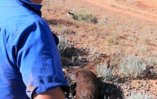 cattle-station-looking-for-solutions-to-deadly-rail-track-quandary