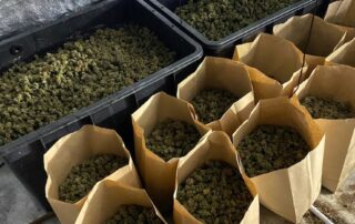 drug-bust-in-adelaide’s-west-leads-to-second-cannabis-seizure