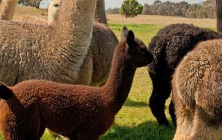 how-to-avoid-being-fleeced-by-scammers-in-online-alpaca-swindle