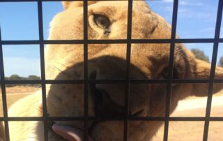 covid-19-vaccination-no-longer-mandated-at-adelaide-zoo-but-masks-required-for-up-close-animal-experiences